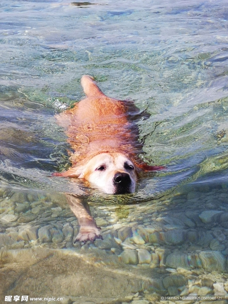 狗