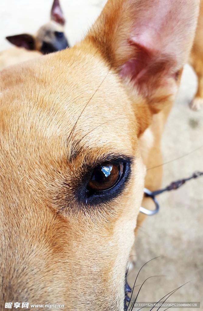 狗