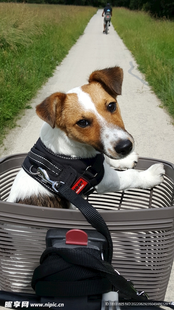 狗