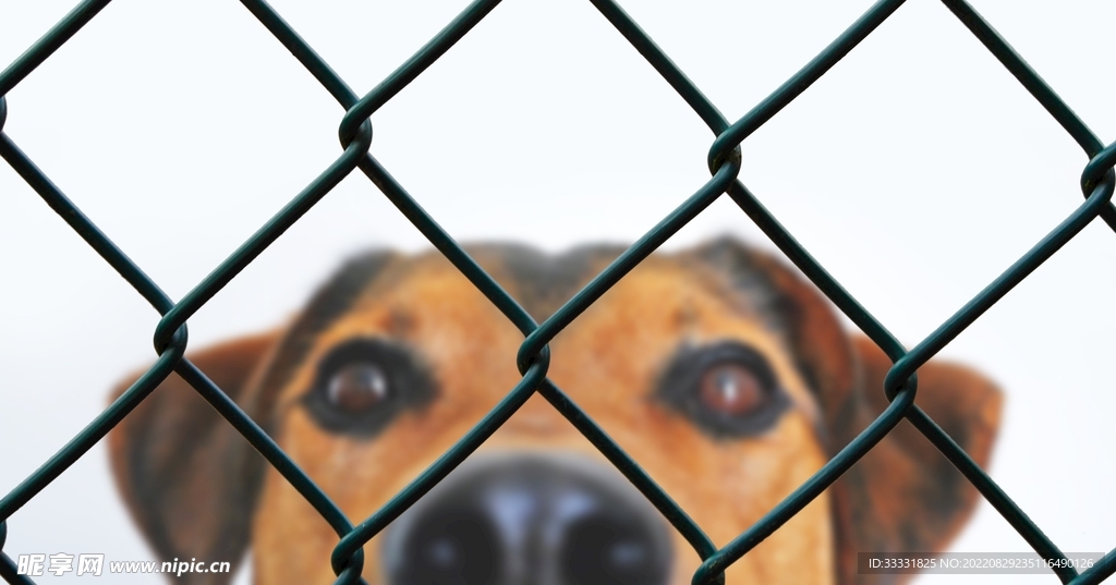 狗