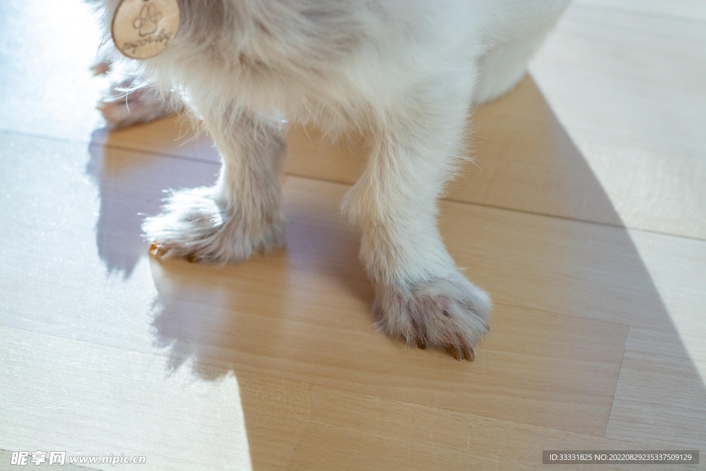 狗