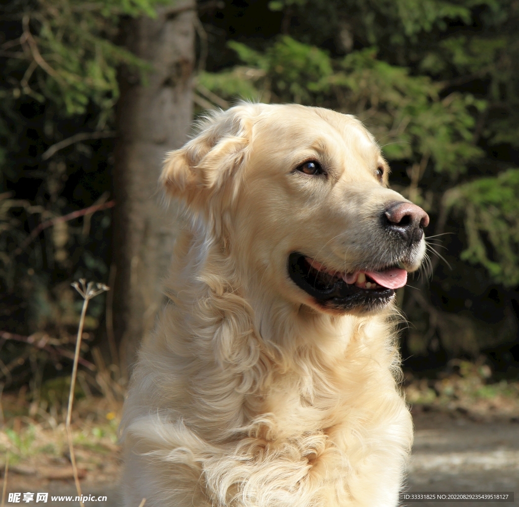 狗