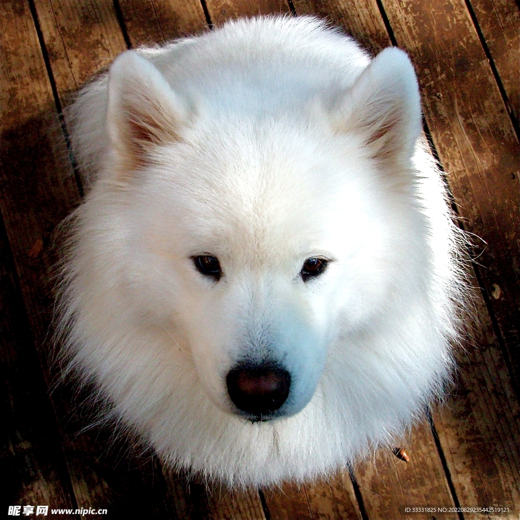 狗
