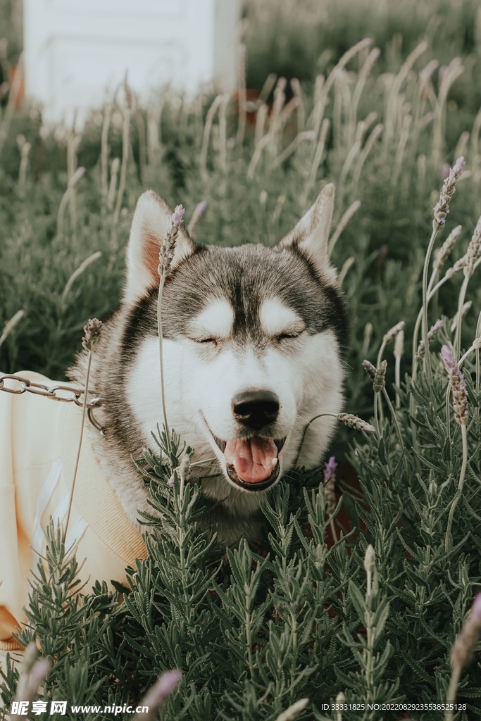 狗