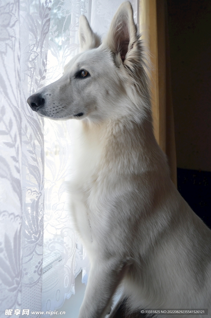 狗
