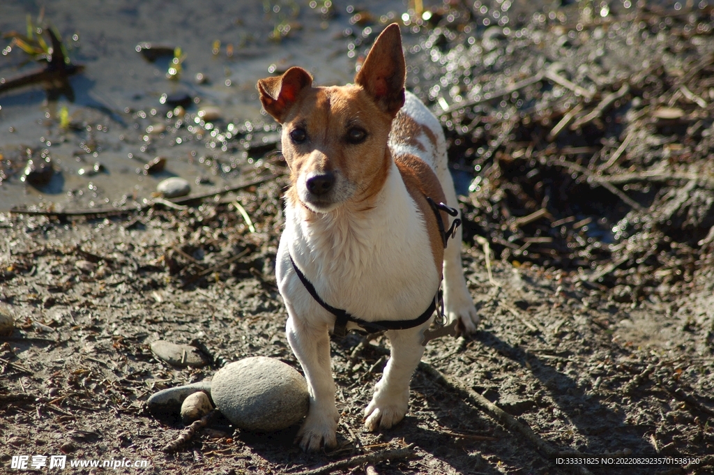 狗