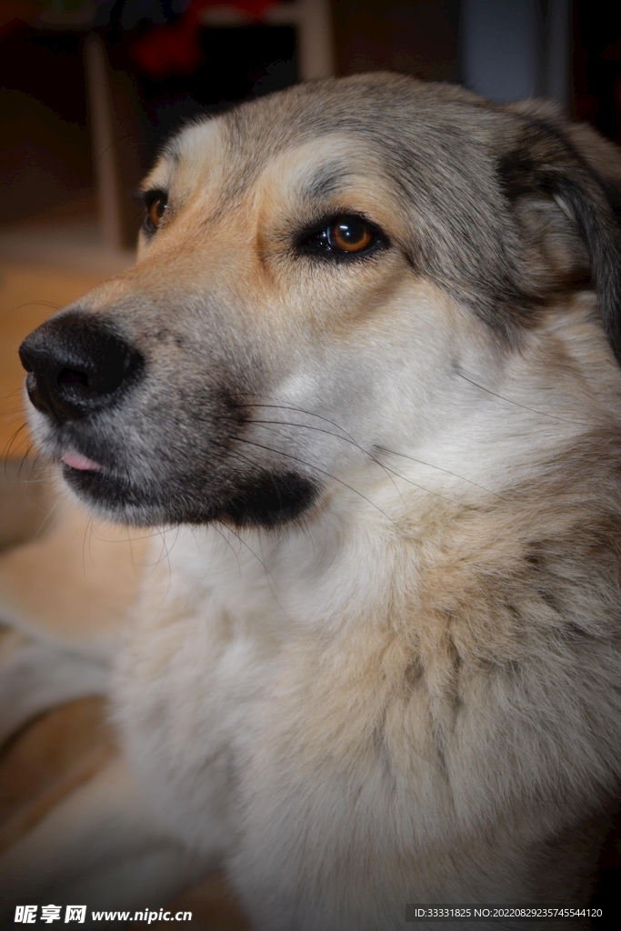 狗
