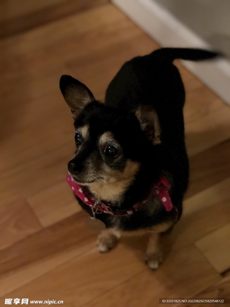 狗