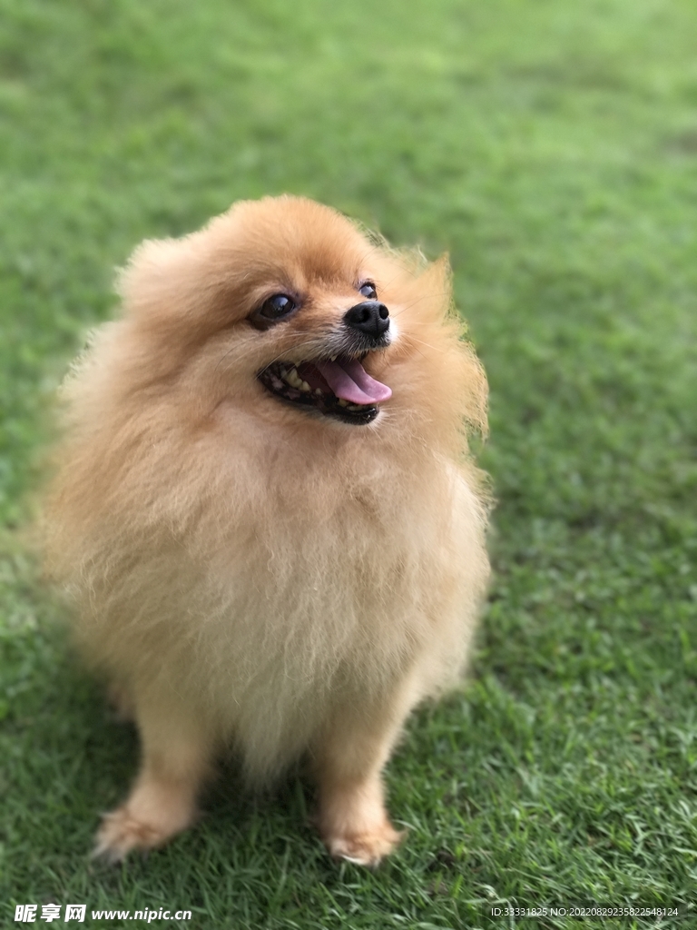 狗