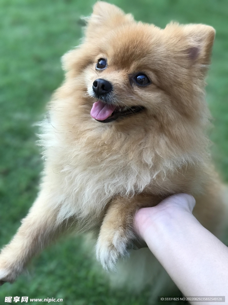 狗