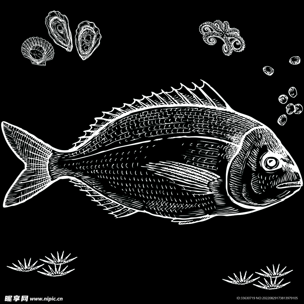 鱼类 素材
