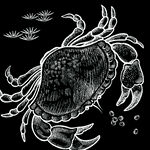 螃蟹 素材