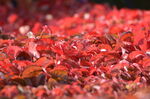 爬山虎