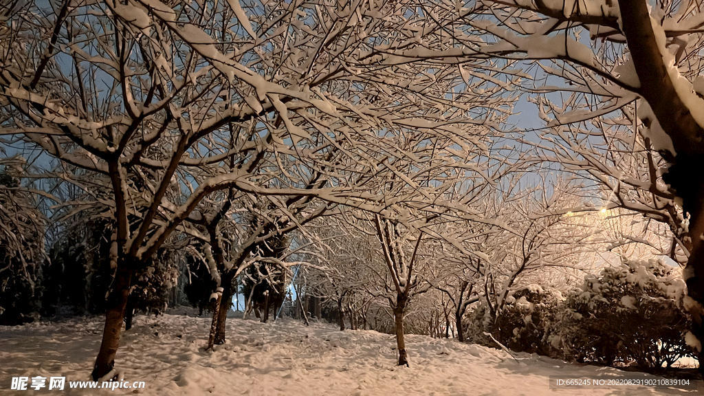 大雪树枝