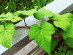 牵牛花