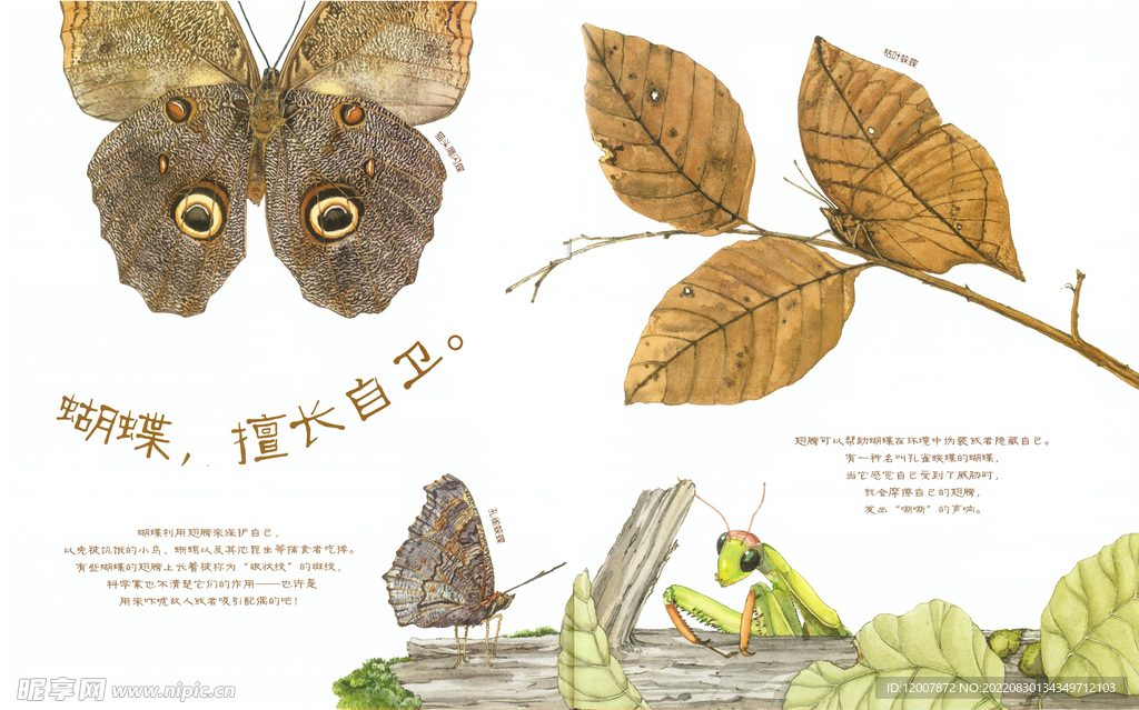 蝴蝶