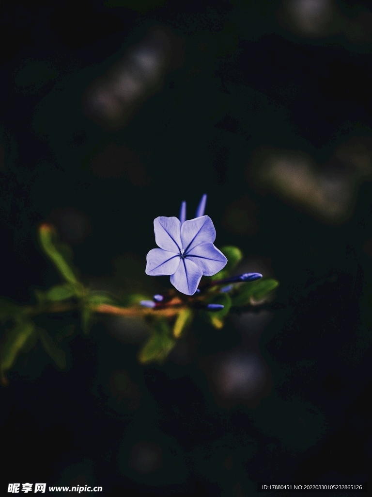 蓝花丹
