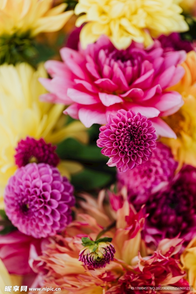 菊花