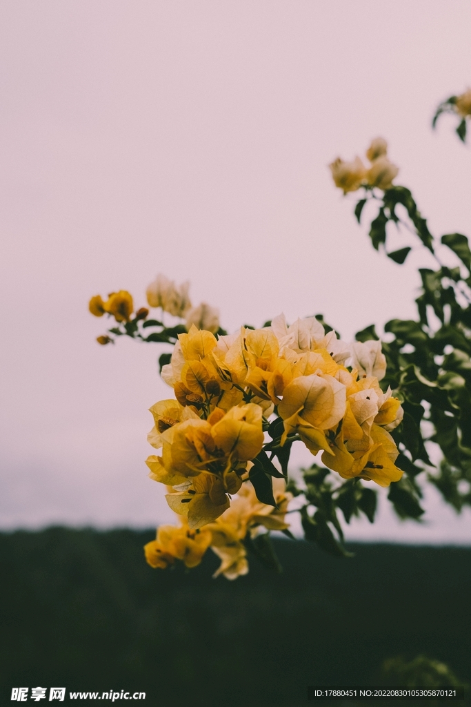 花卉