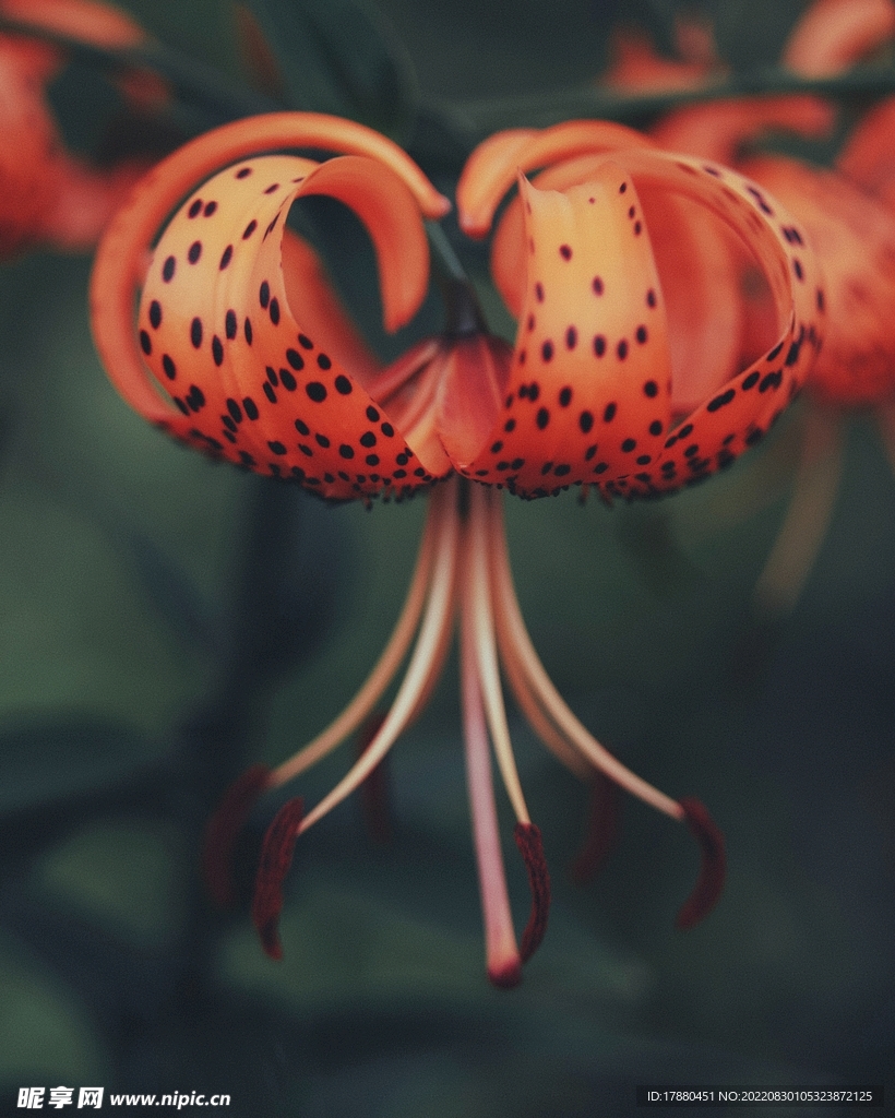卷单花