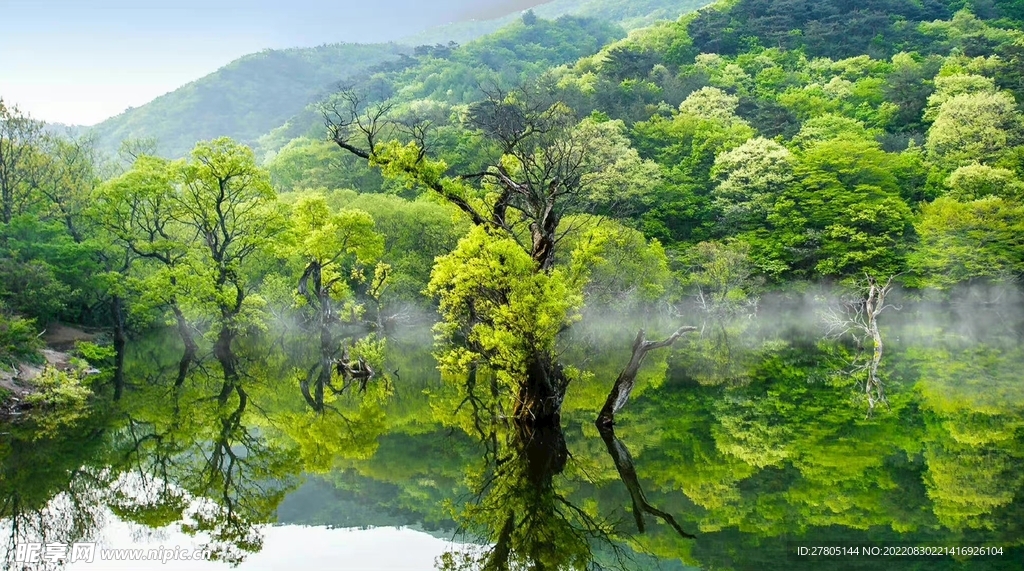 倒影的森林