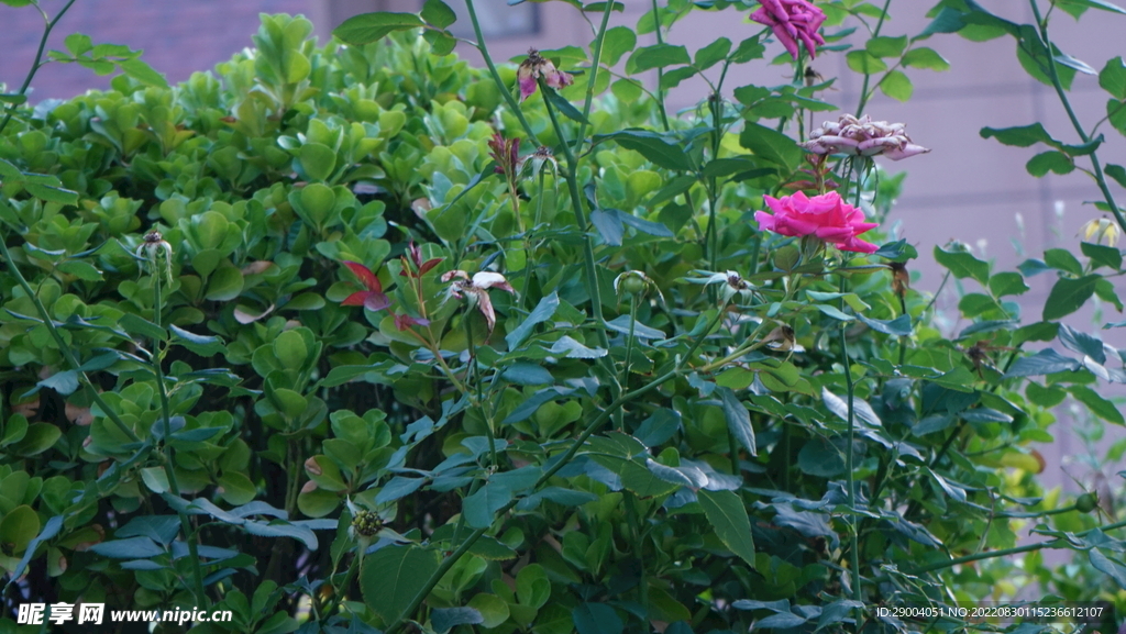 花