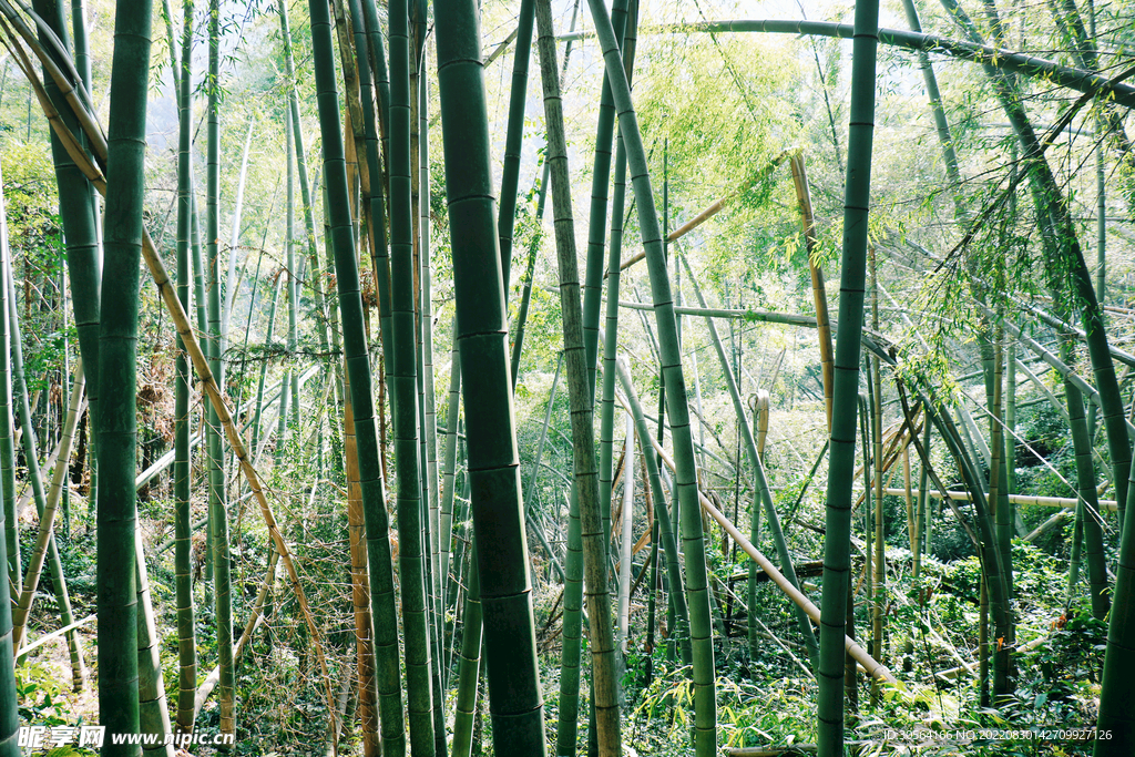 竹林