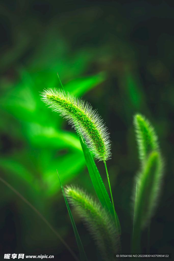 狗尾巴草