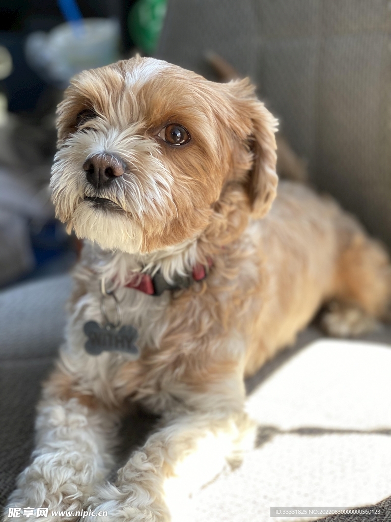 狗