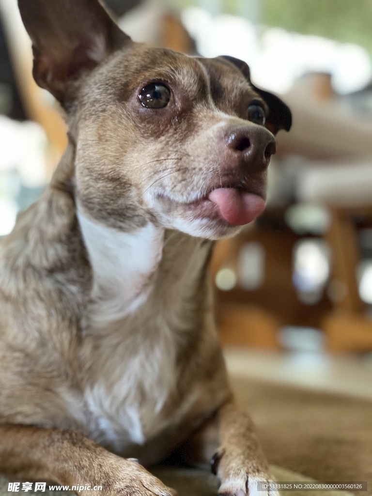 狗