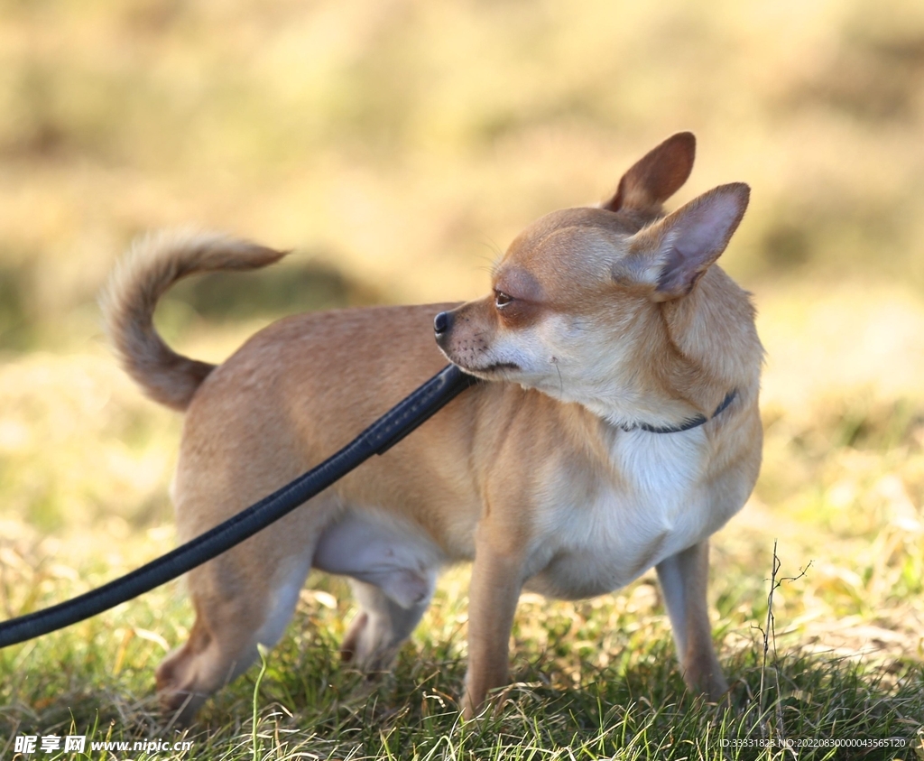 狗