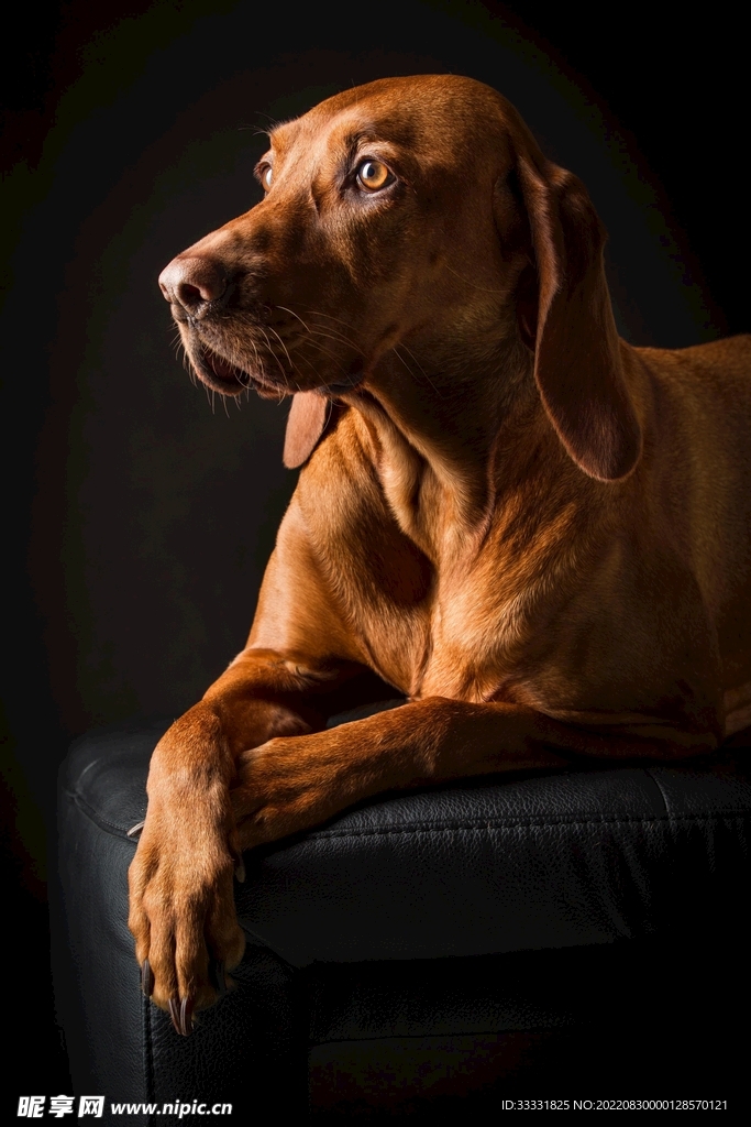 狗
