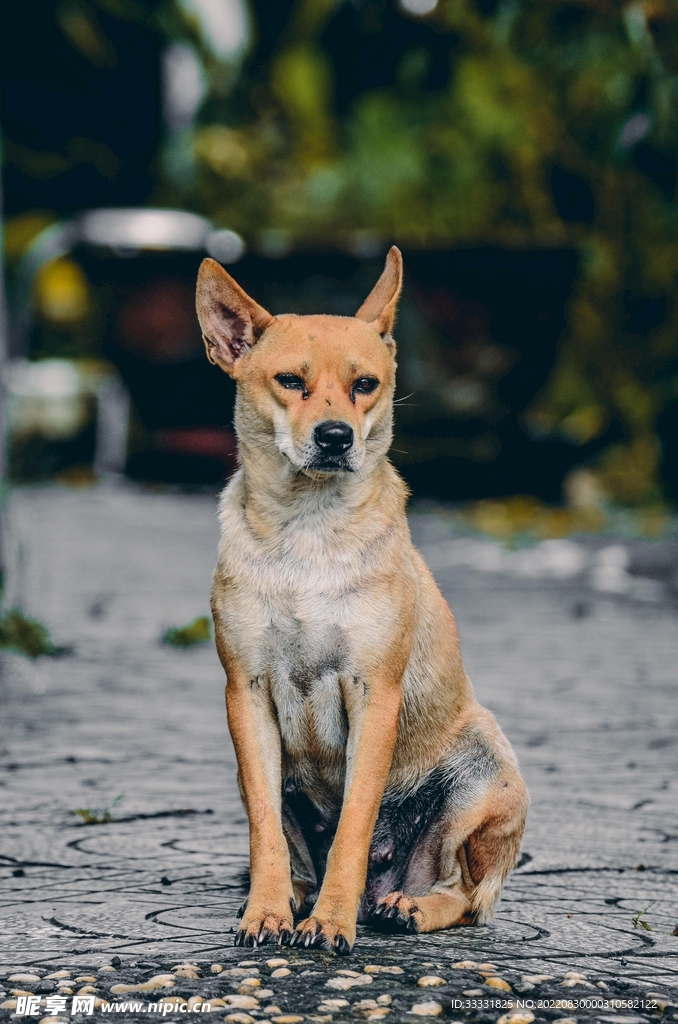 狗