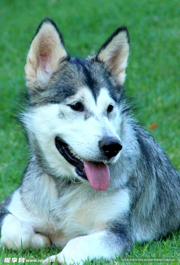 狗