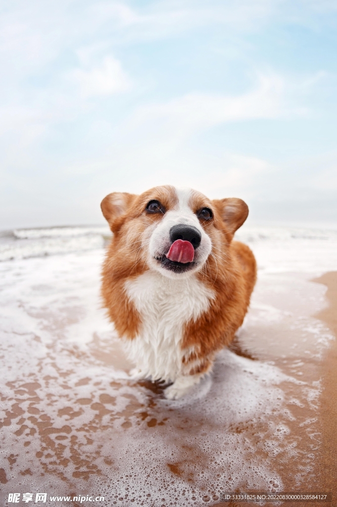 狗