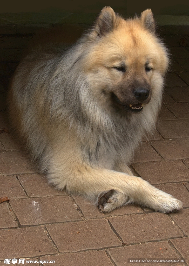 狗