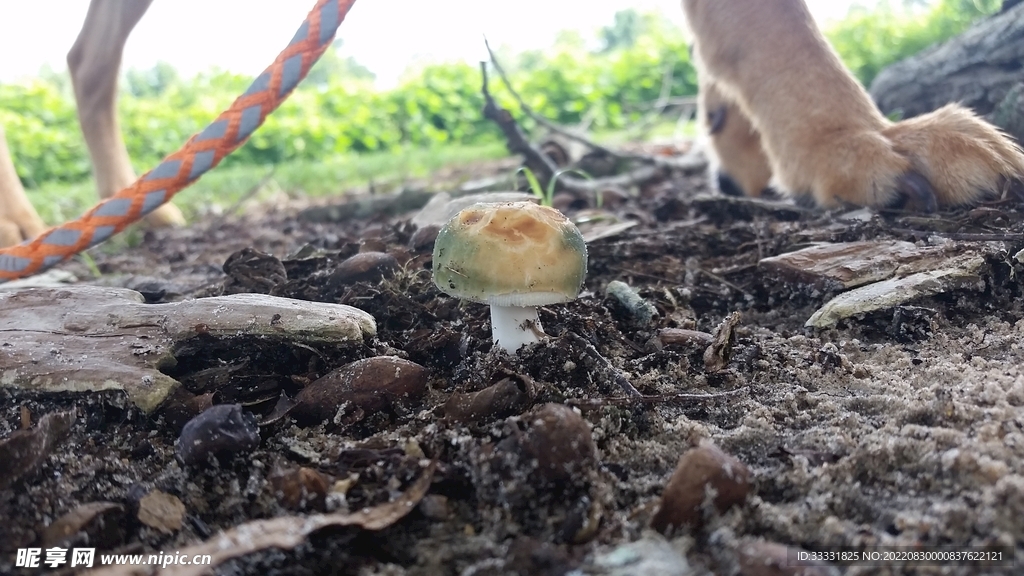 狗
