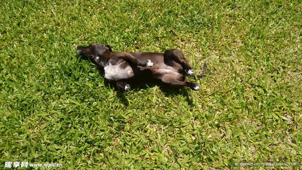 狗