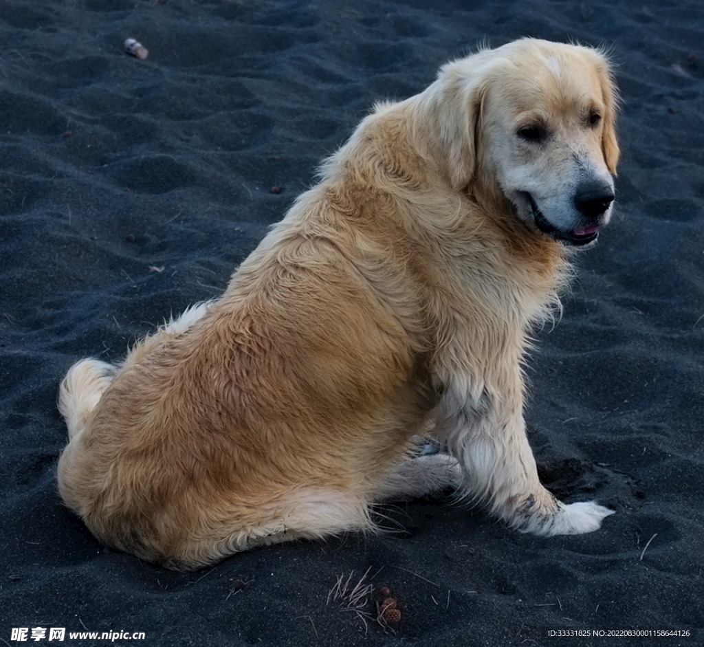 狗