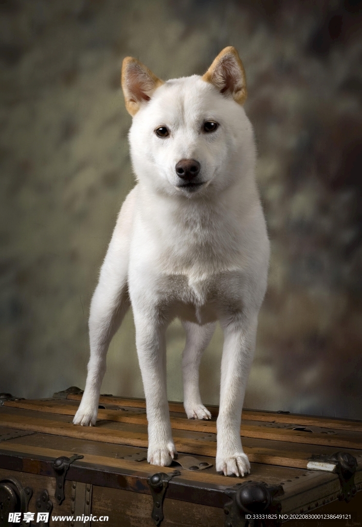 狗