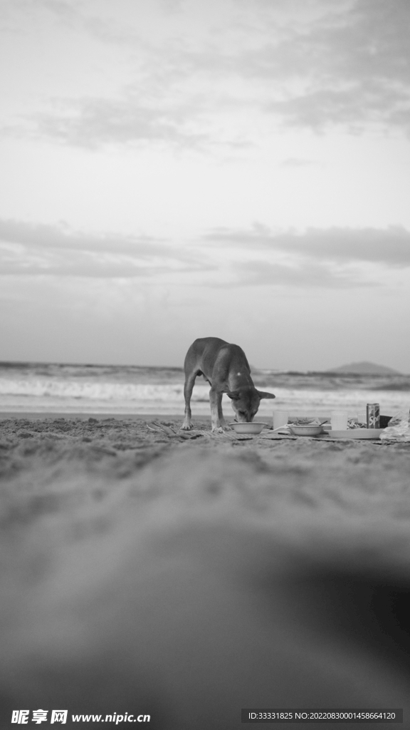 狗