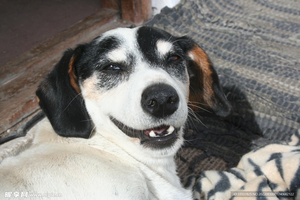 狗