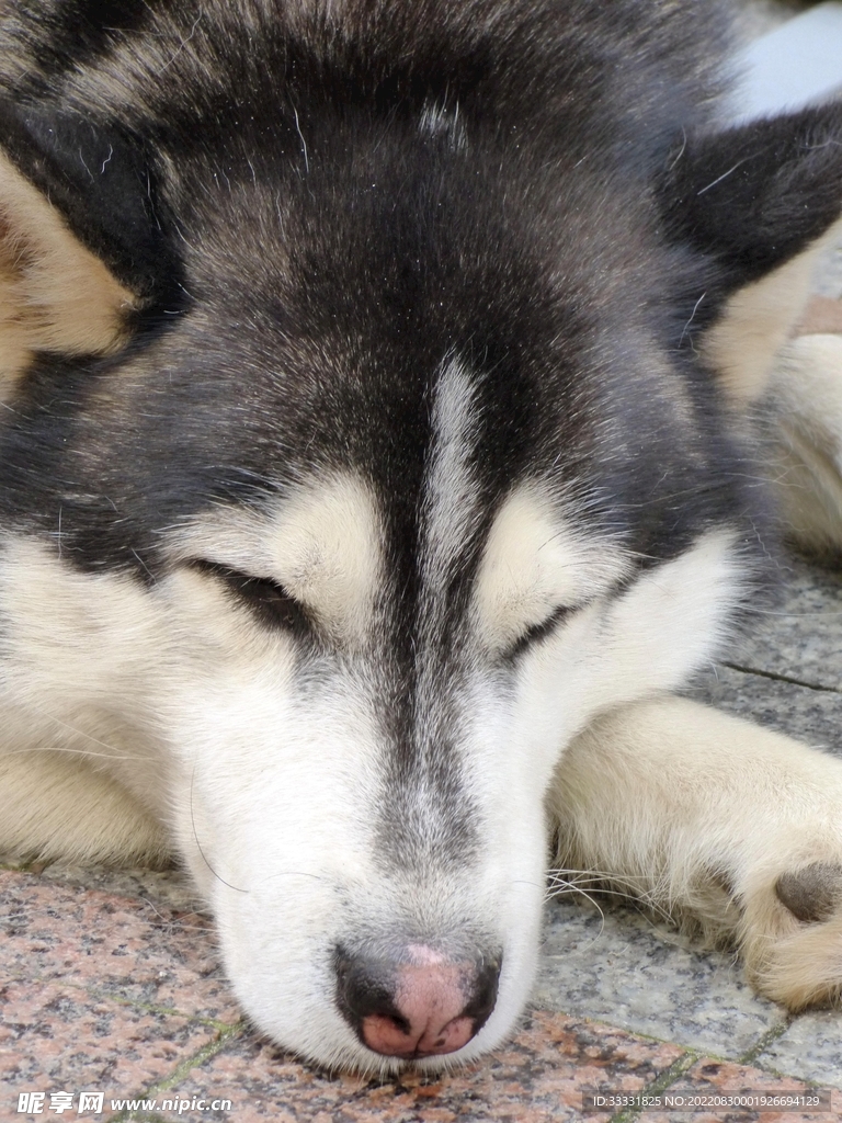 狗