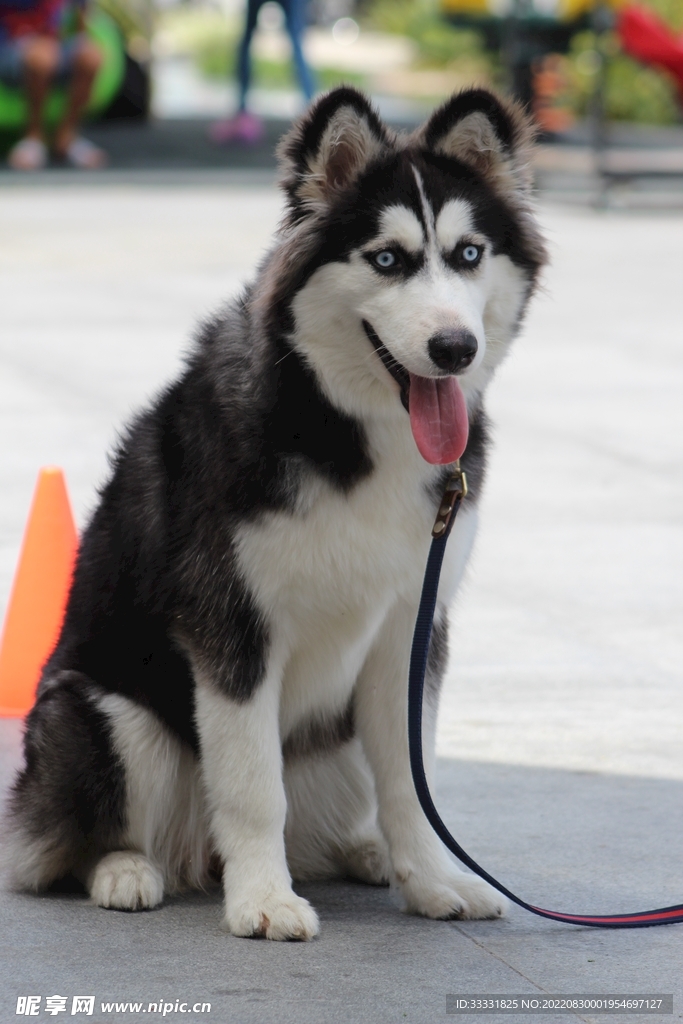 狗