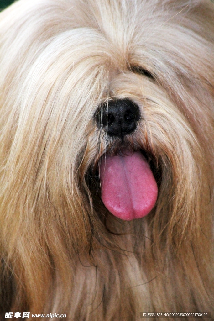 狗