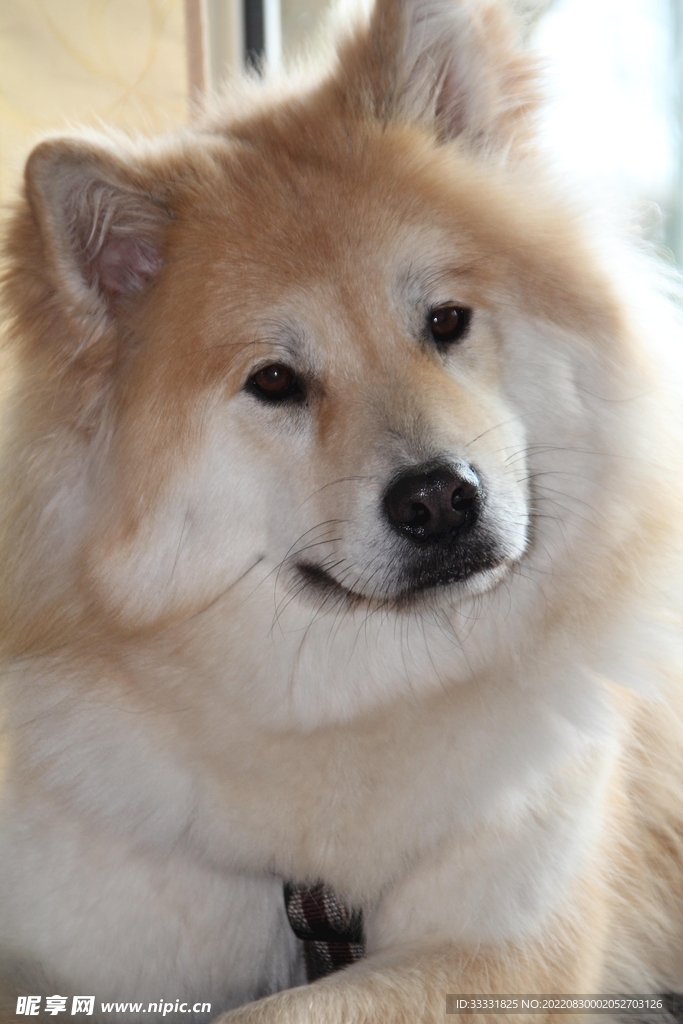 狗