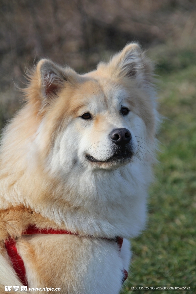 狗