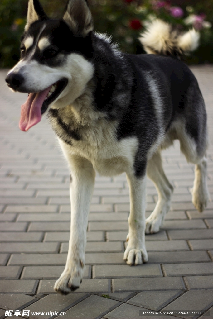 狗