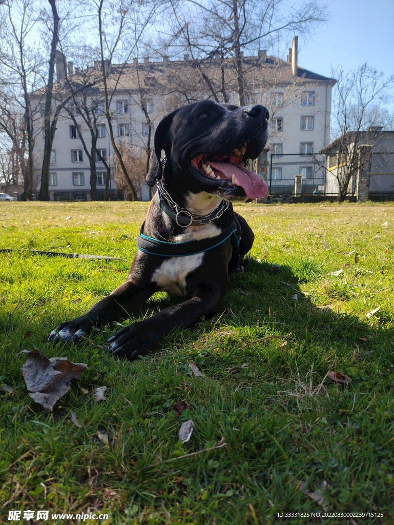 狗