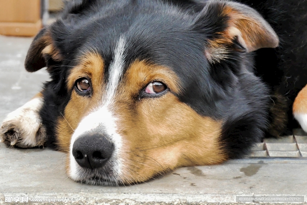 狗